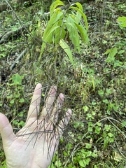 Sisymbrium strictissimum