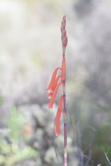 Watsonia aletroides