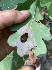 Tischeria quercitella