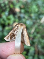 Parasola conopilea