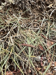 Bouteloua gracilis