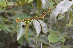 Eugenia acapulcensis