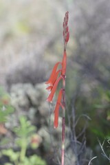 Watsonia aletroides