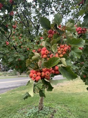 Crataegus phaenopyrum