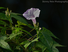 Ipomoea cordatotriloba