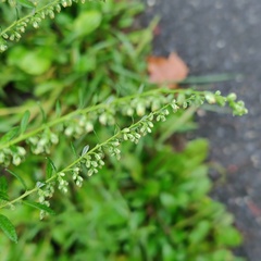 Artemisia indica