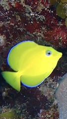 Acanthurus coeruleus