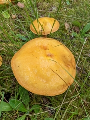 Suillus grevillei