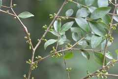 Eugenia trikii