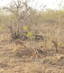 Raphicerus campestris campestris