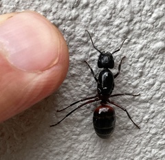 Camponotus ligniperda