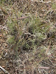 Bouteloua gracilis