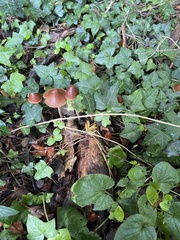 Parasola conopilea