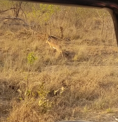 Raphicerus campestris campestris