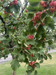 Crataegus phaenopyrum