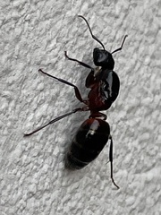 Camponotus ligniperda
