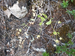 Silene campanulata