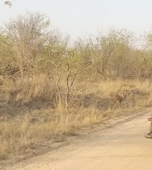 Raphicerus campestris campestris