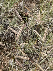 Bouteloua gracilis