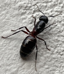 Camponotus ligniperda