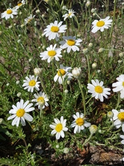 Anthemis maritima