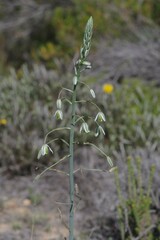 Albuca canadensis
