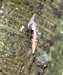 Cochlodina laminata