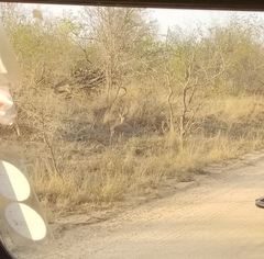 Raphicerus campestris campestris