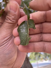 Aleuroplatus coronata
