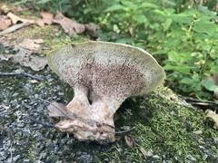 Xanthoporus peckianus