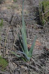 Albuca canadensis