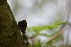 Myscelia ethusa chiapensis