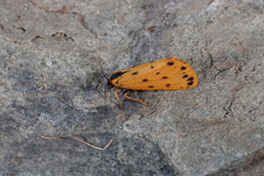 Setina aurita