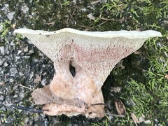 Xanthoporus peckianus