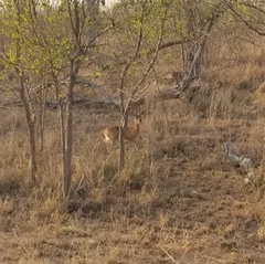 Raphicerus campestris campestris