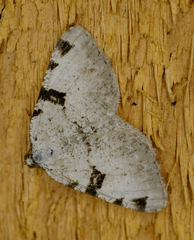 Macaria subcessaria
