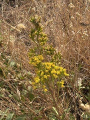 Solidago spathulata