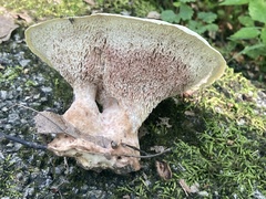 Xanthoporus peckianus