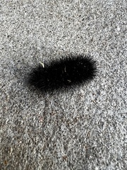 Hypercompe scribonia