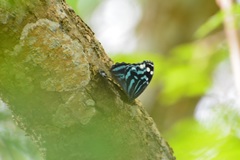 Myscelia ethusa chiapensis