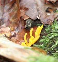 Calocera viscosa