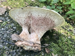 Xanthoporus peckianus