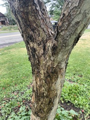 Crataegus phaenopyrum