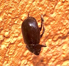 Pentodontini
