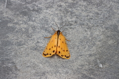 Setina aurita