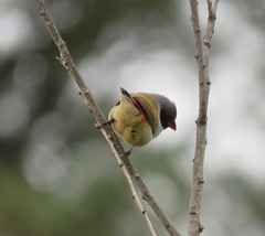 Coccopygia melanotis