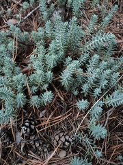 Petrosedum rupestre