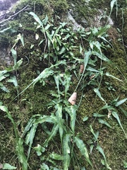 Asplenium rhizophyllum