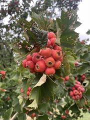 Crataegus phaenopyrum