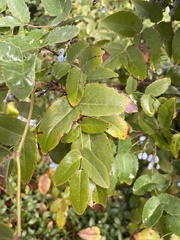 Berberis repens